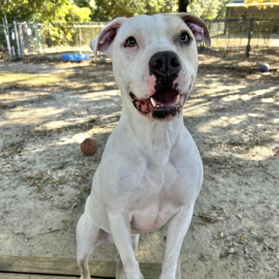 Toby, Adoptable, Young Male Mixed Breed.