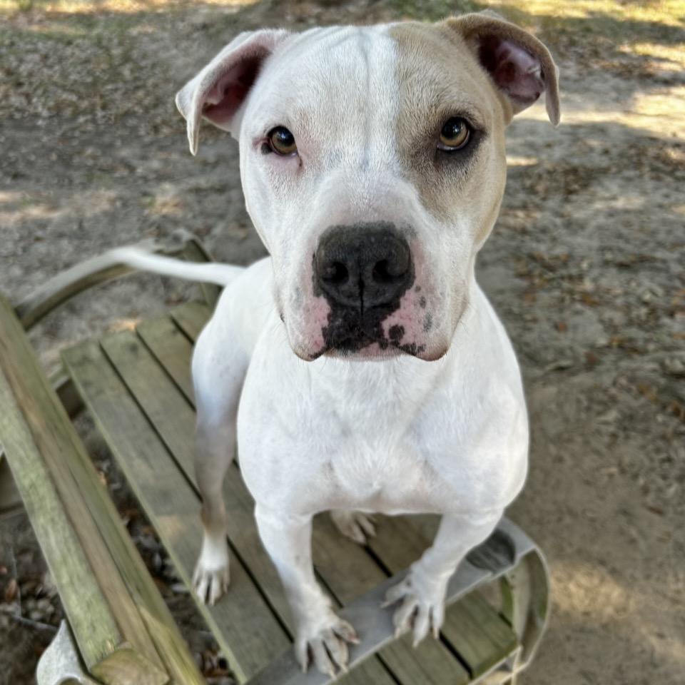 Toby, a Adoptable Mixed Breed in Milton, FL image 3/6