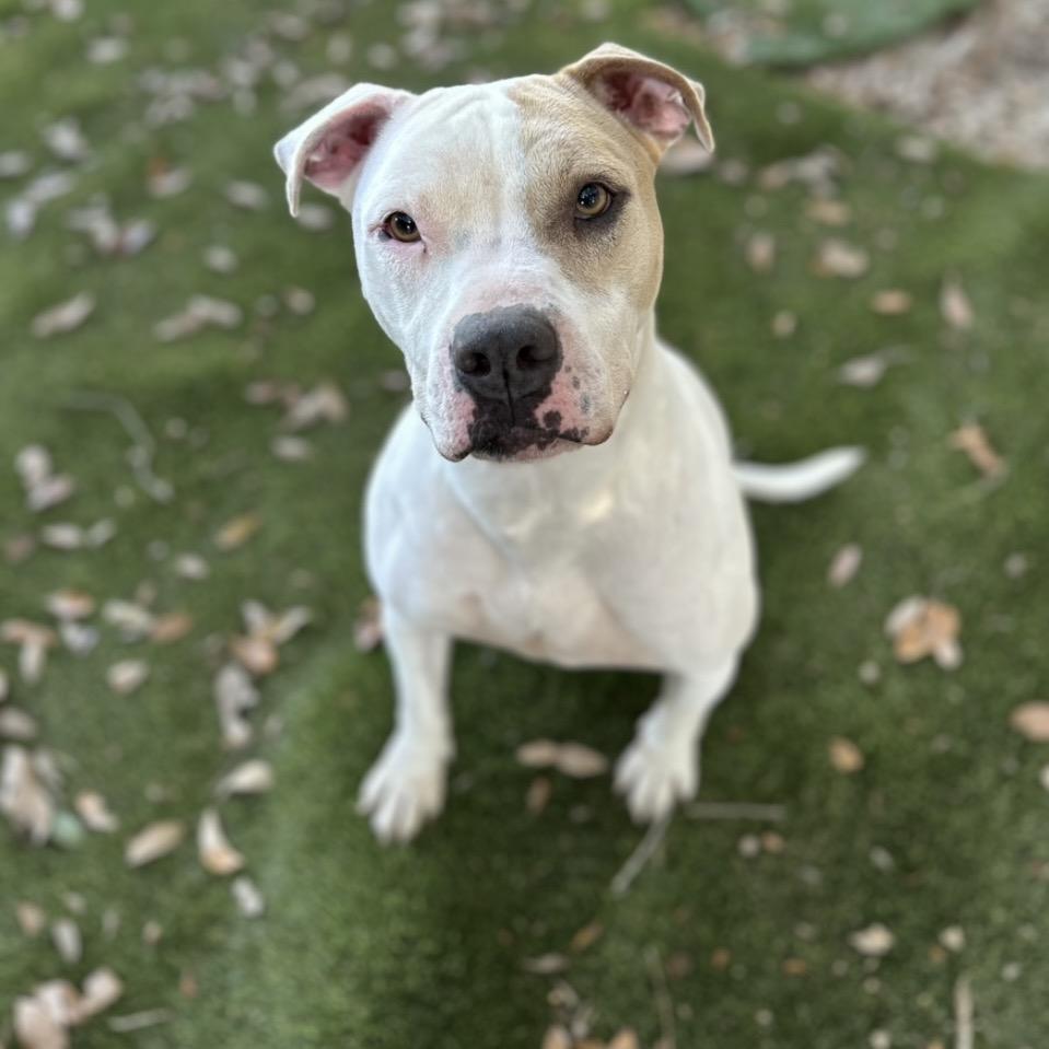 Toby, a Adoptable Mixed Breed in Milton, FL image 4/6