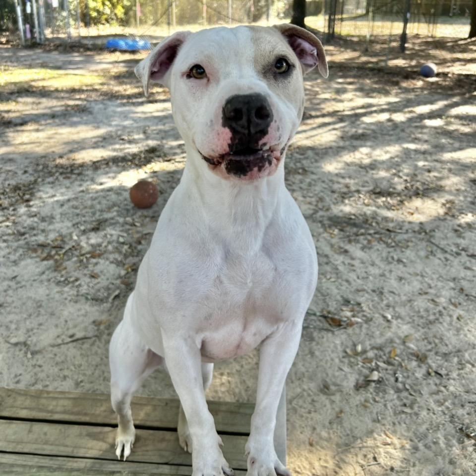 Toby, a Adoptable Mixed Breed in Milton, FL image 5/6