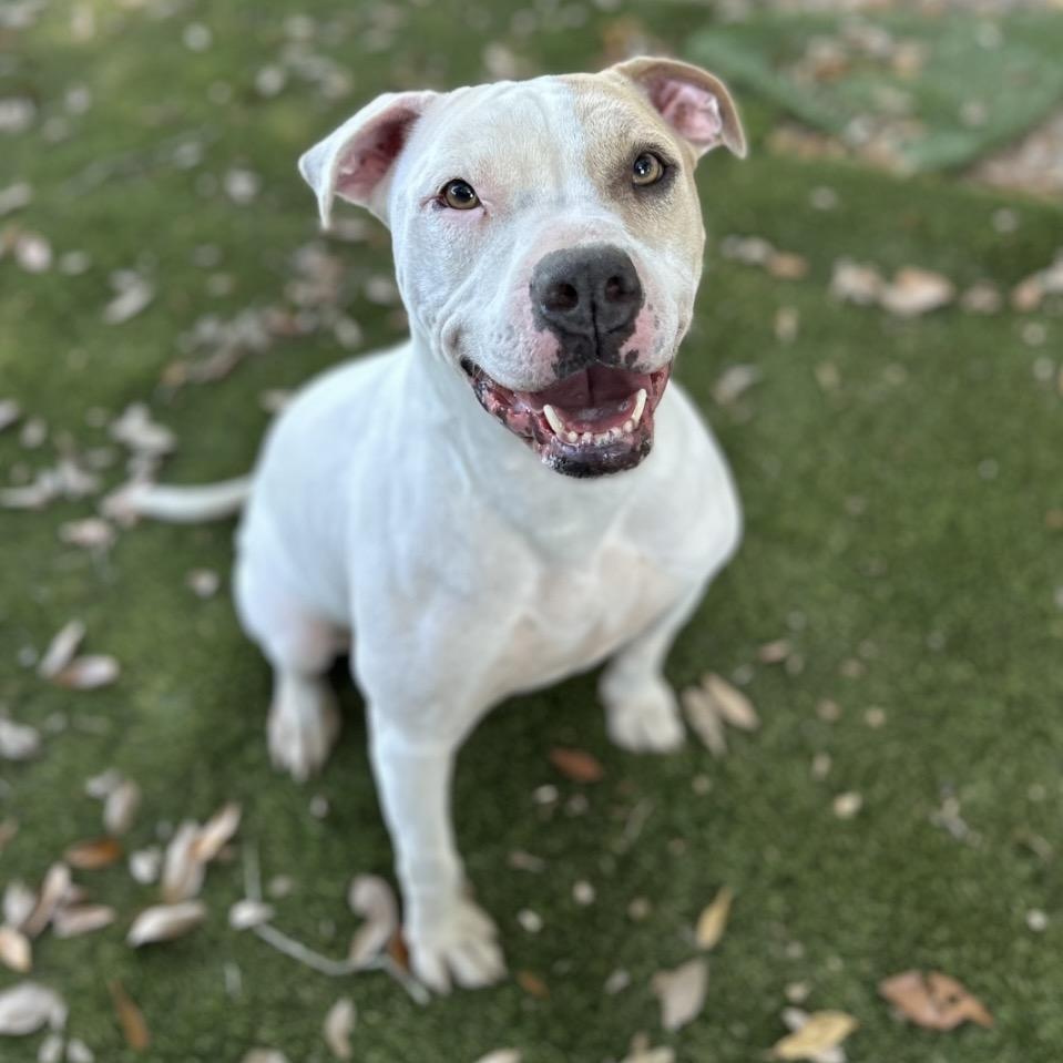 Toby, a Adoptable Mixed Breed in Milton, FL image 6/6