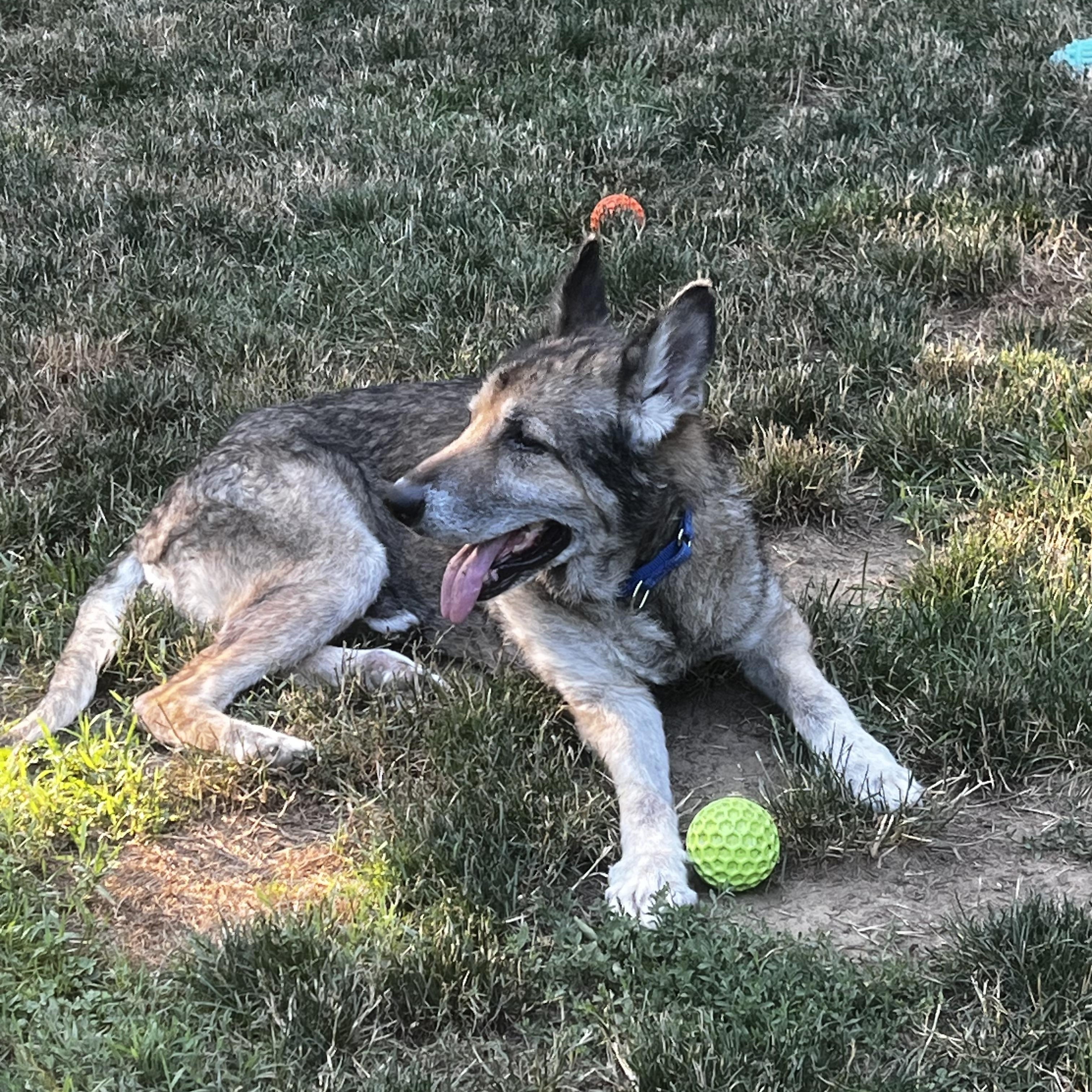 Enlarge Alaska, a Adopted German Shepherd Dog in Danbury, CT image 2/4