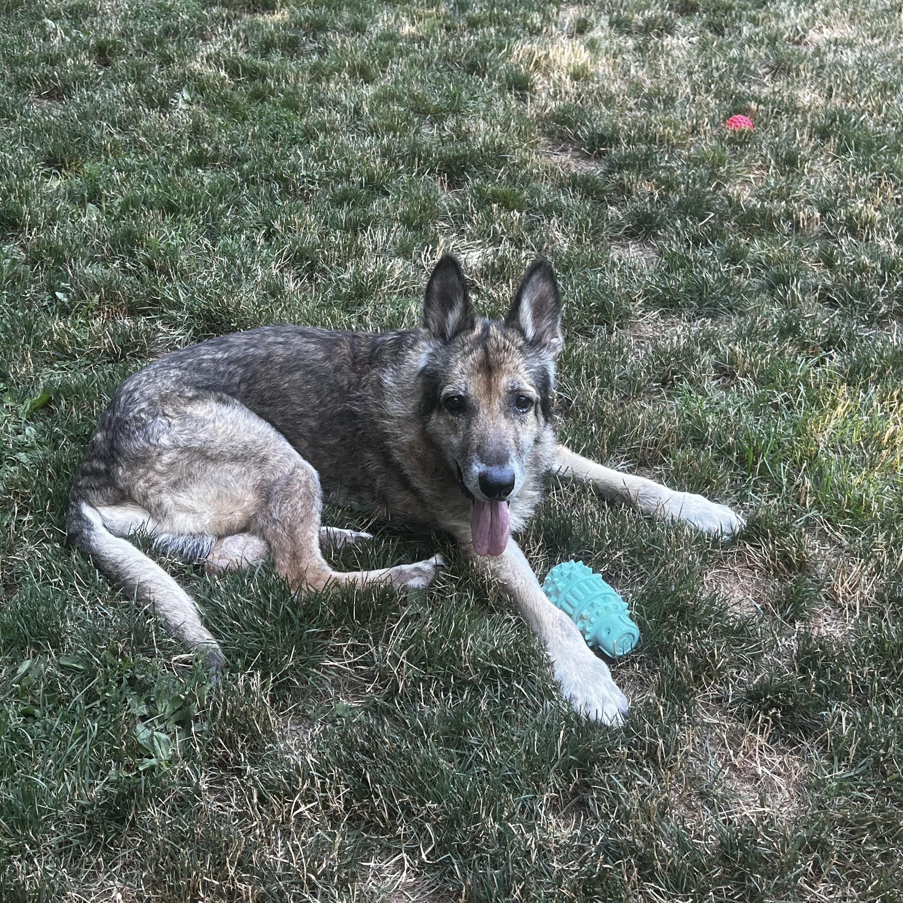 Enlarge Alaska, a Adopted German Shepherd Dog in Danbury, CT image 1/4