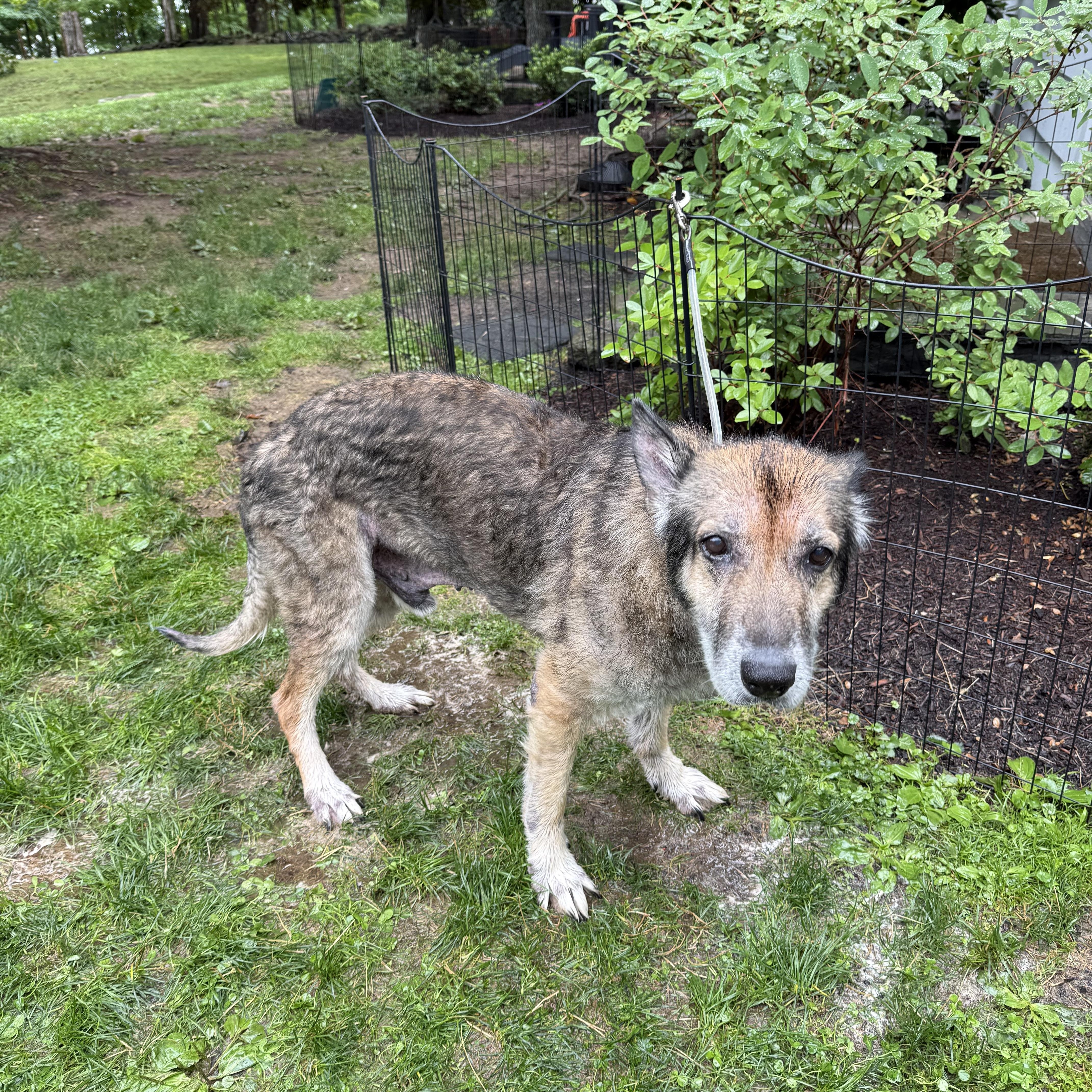 Enlarge Alaska, a Adopted German Shepherd Dog in Danbury, CT image 4/4