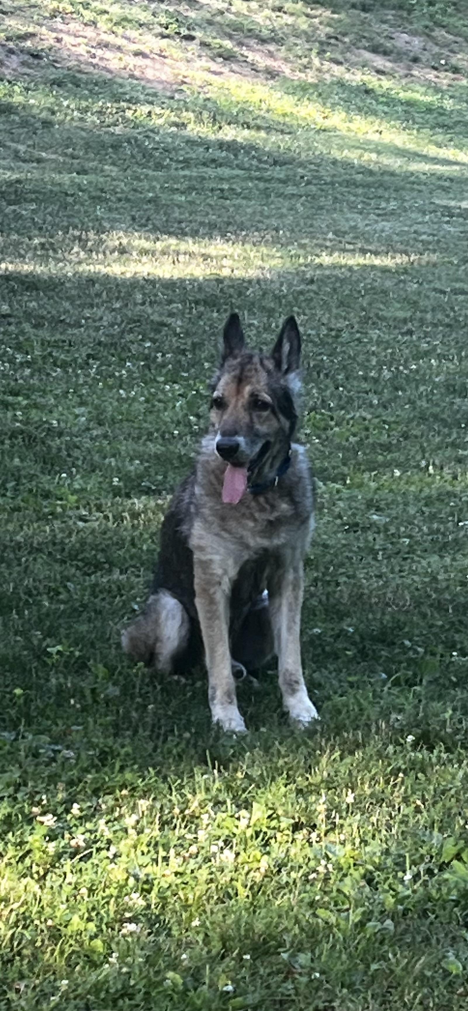 Enlarge Alaska, a Adopted German Shepherd Dog in Danbury, CT image 3/4