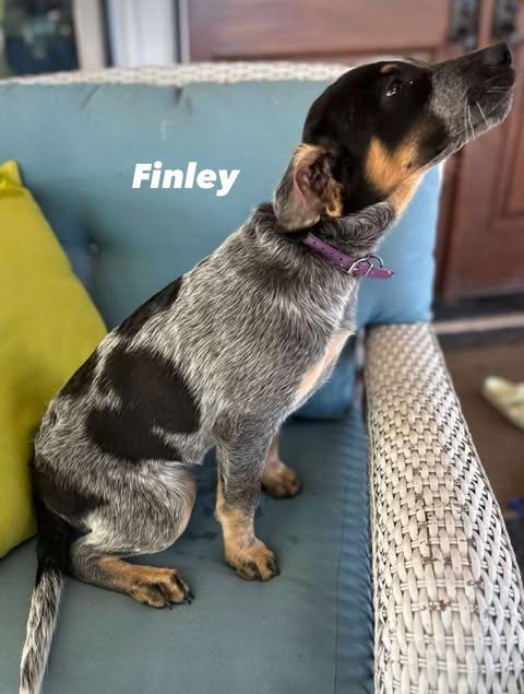 Finley photo 2