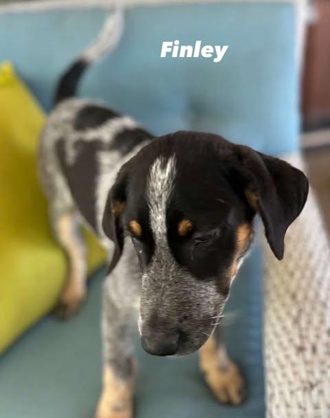 Finley, Baby Male unknown