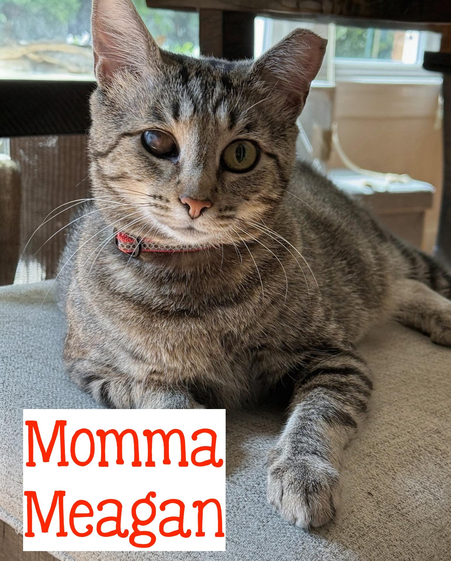 Momma Meagan...It's my turn, pick me, Adoptable, Adult Female Domestic Short Hair.