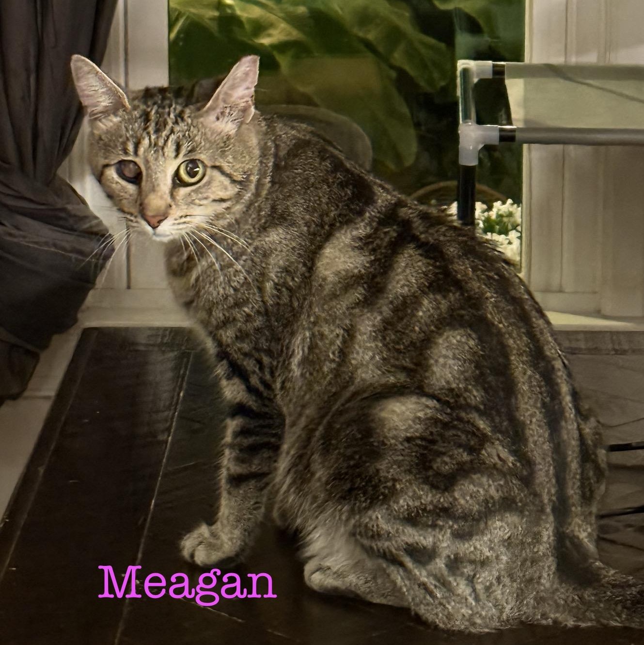 Enlarge Momma Meagan...It's my turn, pick me, a Adoptable Domestic Short Hair in Murfreesboro, TN image 4/4