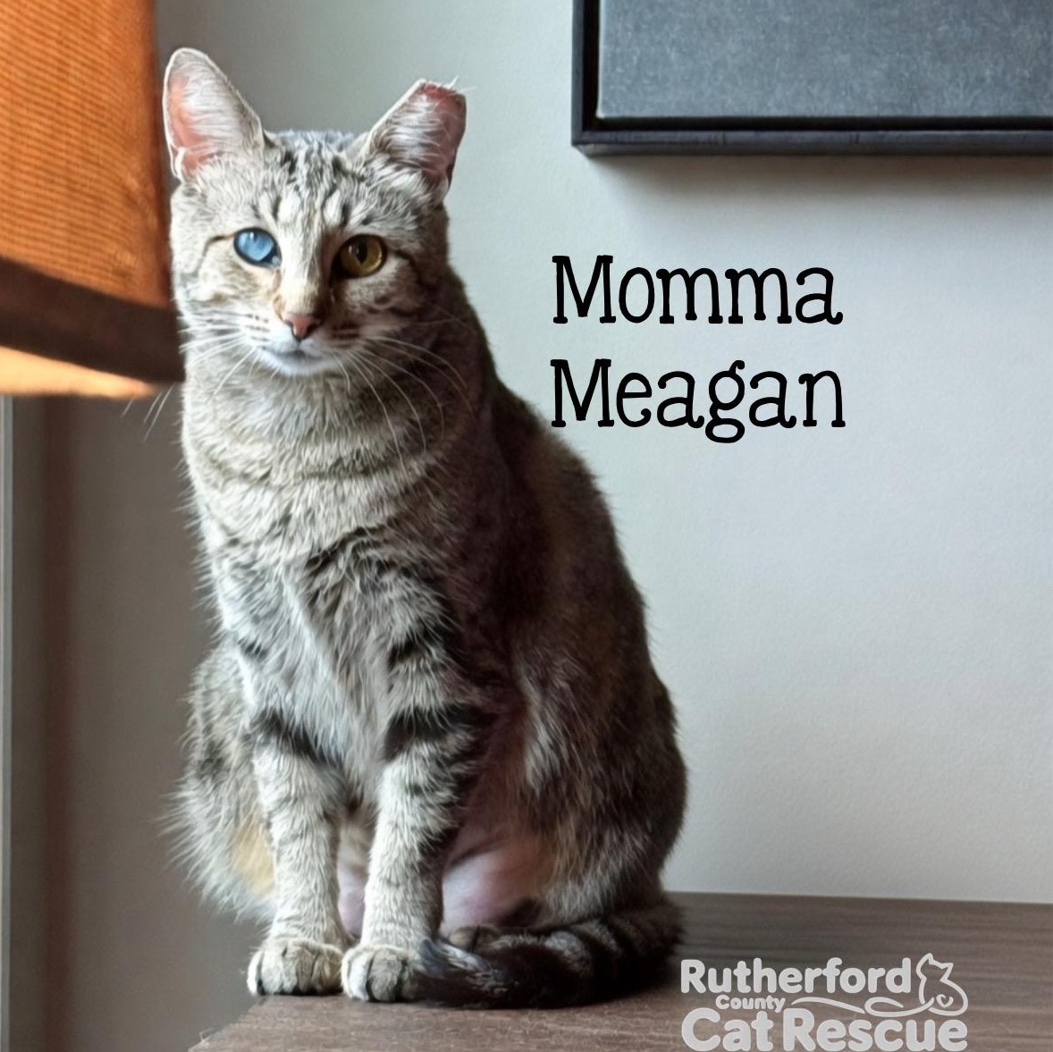 Enlarge Momma Meagan...It's my turn, pick me, a Adoptable Domestic Short Hair in Murfreesboro, TN image 2/4