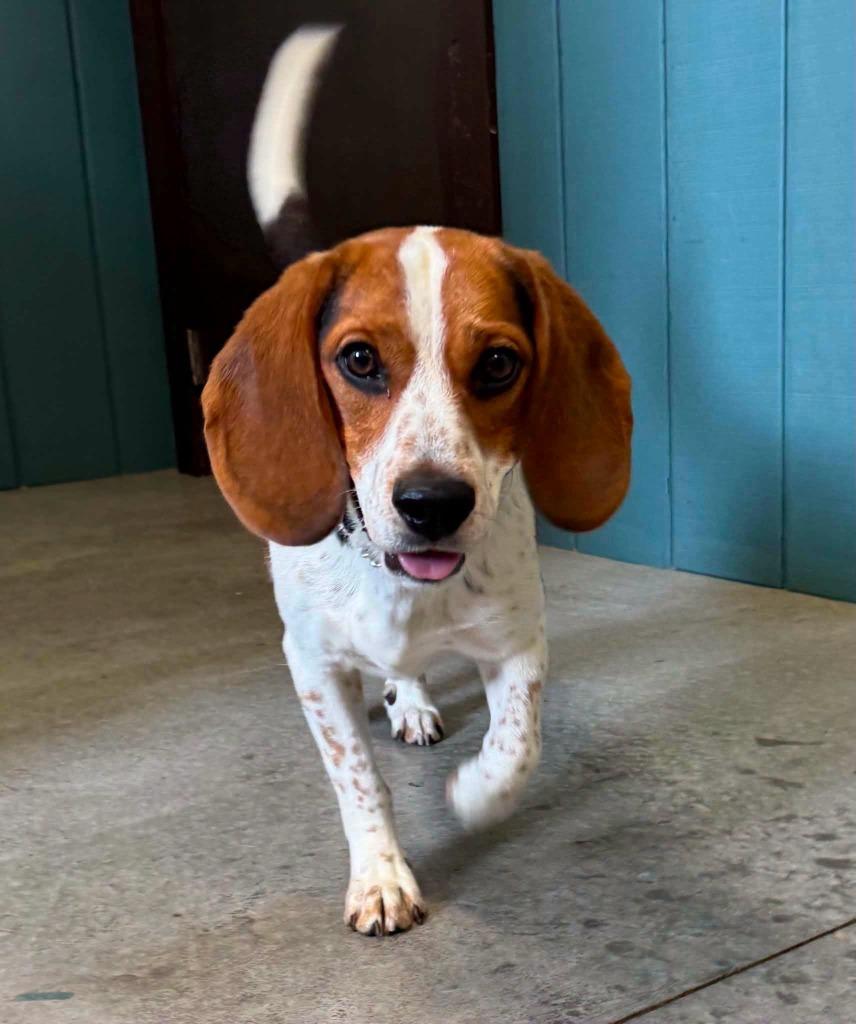 Enlarge Snoopy, a Adoptable Beagle in Liverpool, NY image 1/2