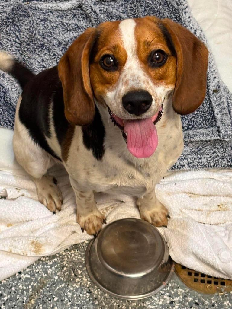 Enlarge Snoopy, a Adoptable Beagle in Liverpool, NY image 2/2