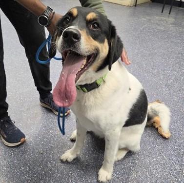 PONGO, Adoptable, Adult Male Husky & Labrador Retriever.