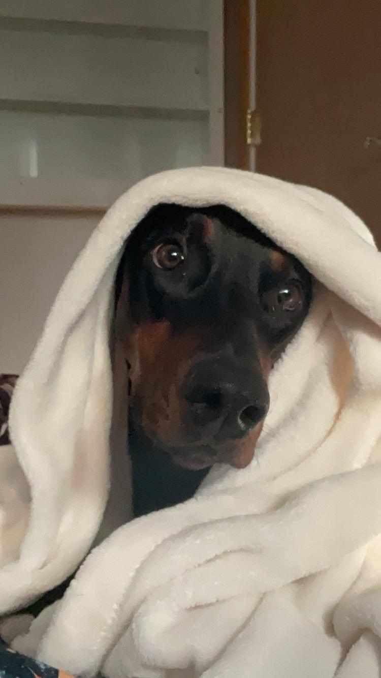 Gypsy, Adoptable, Adult Female Doberman Pinscher.