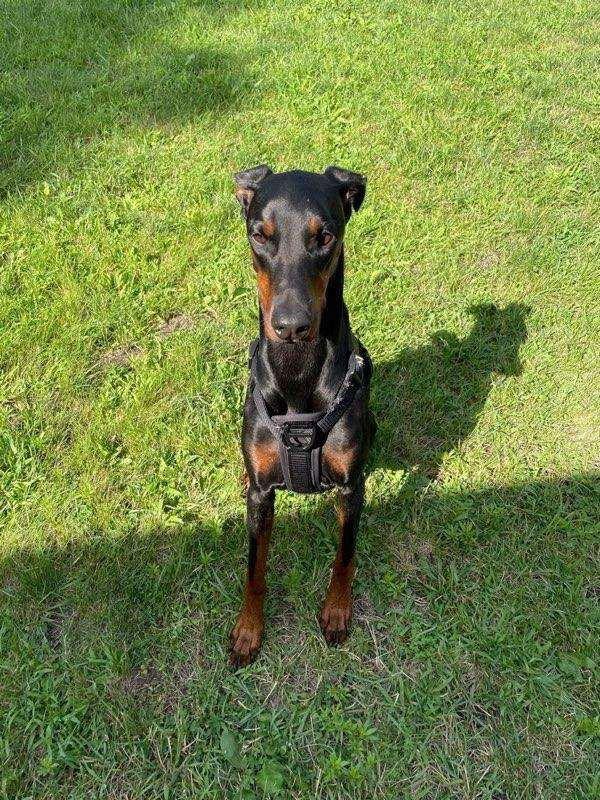 Gypsy, a Adoptable Doberman Pinscher in Buffalo, MN image 2/3
