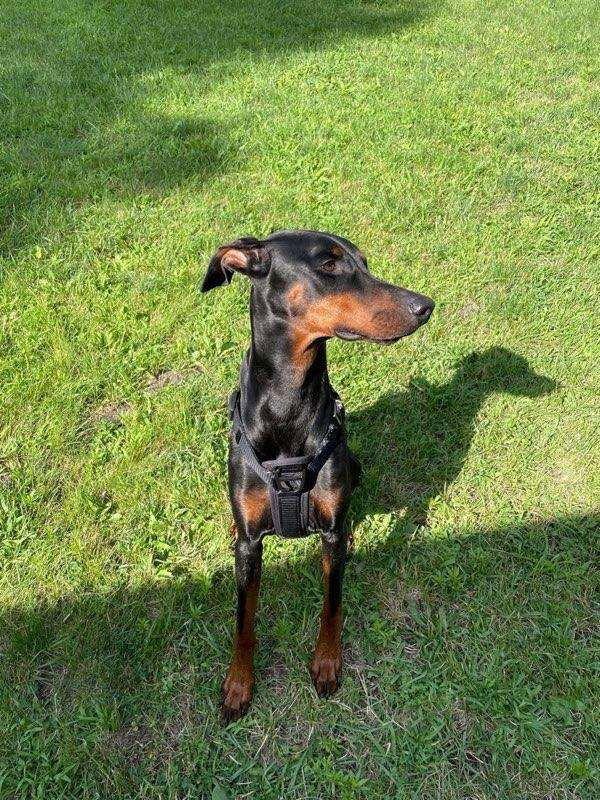 Gypsy, a Adoptable Doberman Pinscher in Buffalo, MN image 3/3