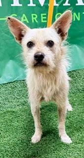 Enlarge Peter 179445, a Adoptable mixed breed in Visalia, CA image 1/1