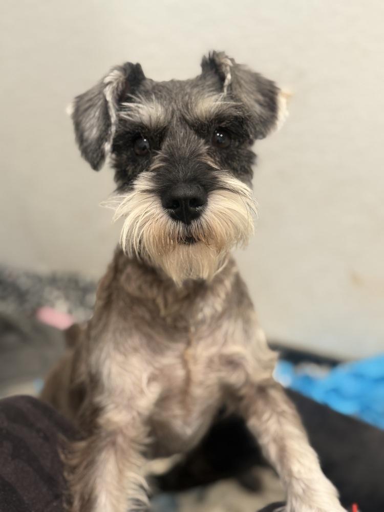 Cienna, Adopted, Adult Female Schnauzer & Schnauzer.