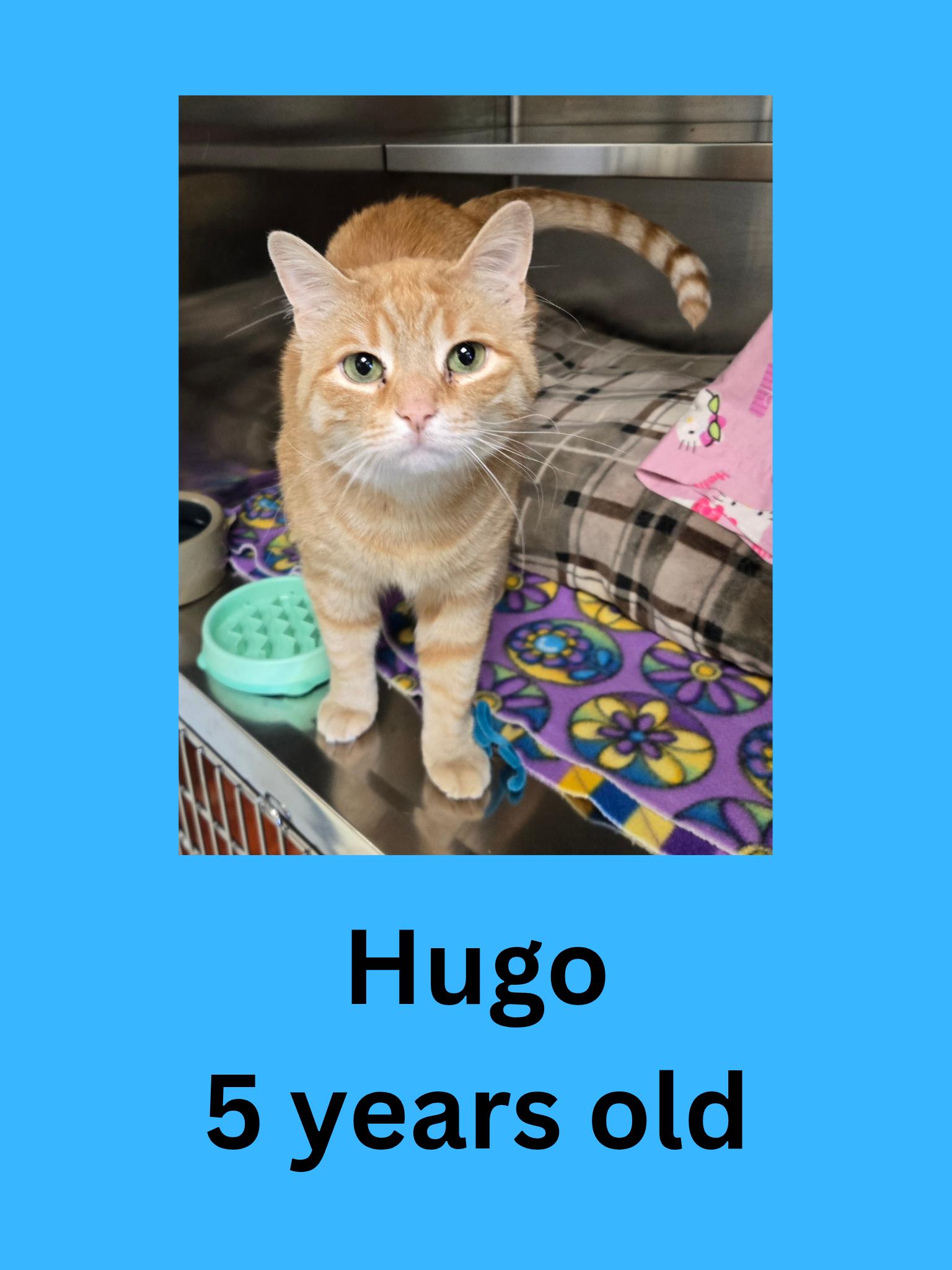 Hugo, ADOPTABLE, Adult Male Domestic Short Hair.