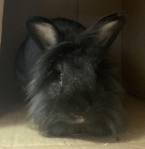 Enlarge Cardinal, a Adoptable mixed breed in Oakville, ON image 1/1