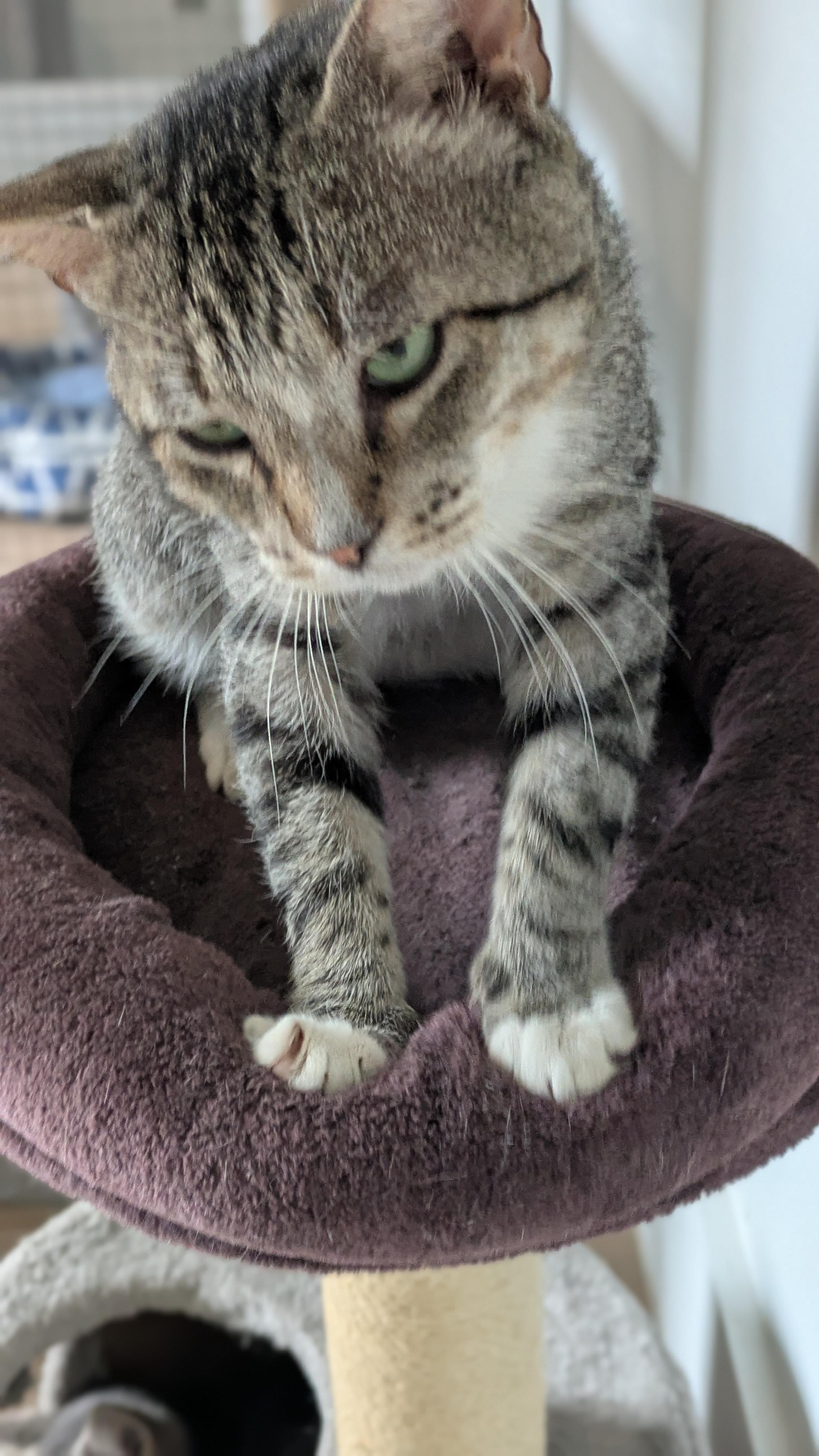 Enlarge Tommy, a Adoptable Domestic Short Hair in Wilmington, NC image 3/6