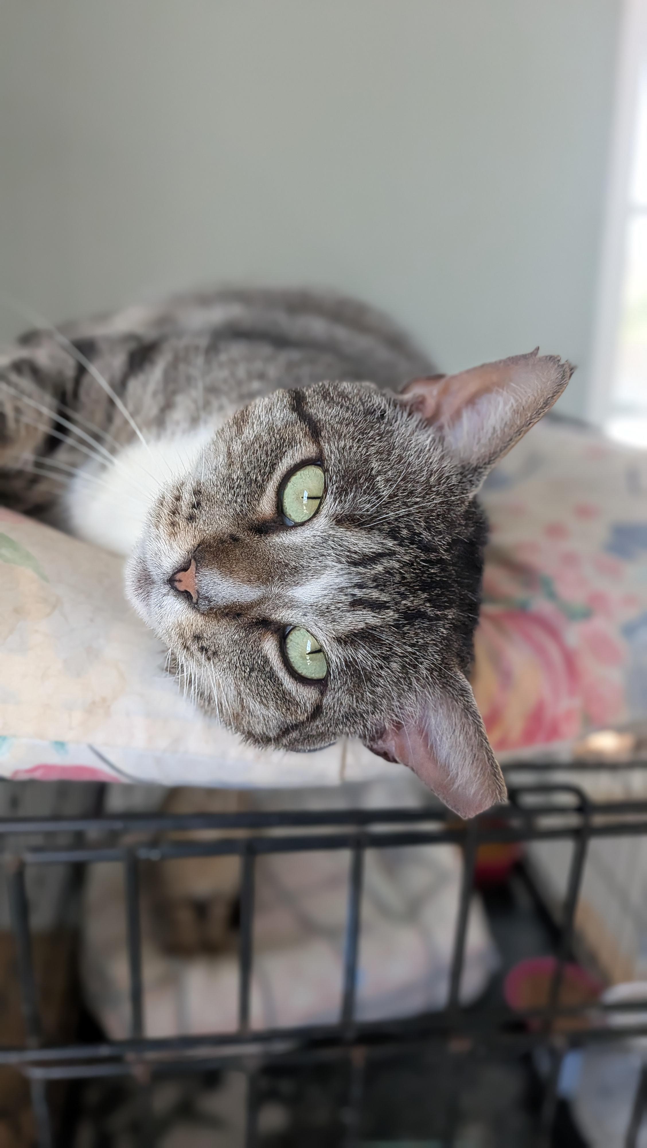 Enlarge Tommy, a Adoptable Domestic Short Hair in Wilmington, NC image 1/6