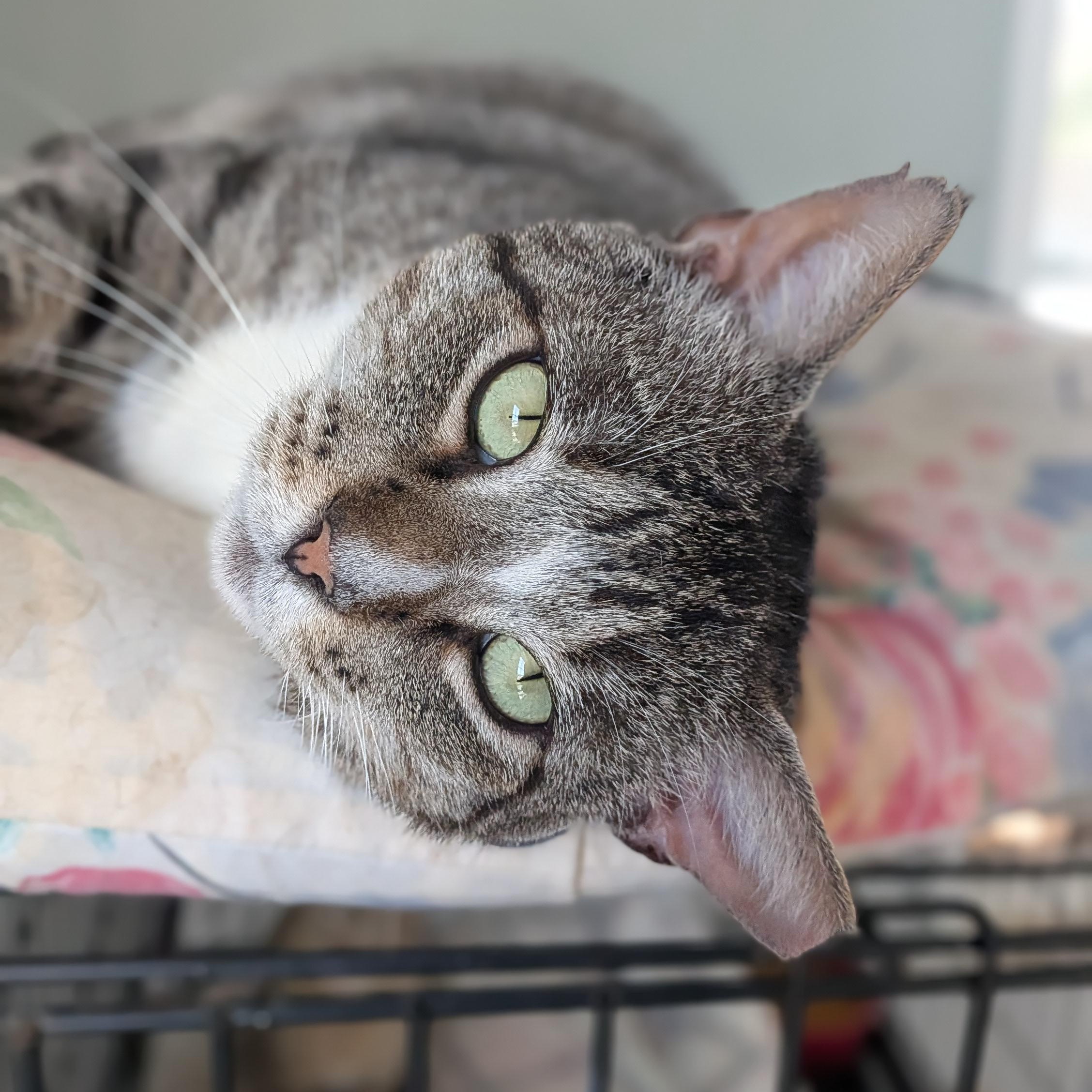 Enlarge Tommy, a Adoptable Domestic Short Hair in Wilmington, NC image 1/6