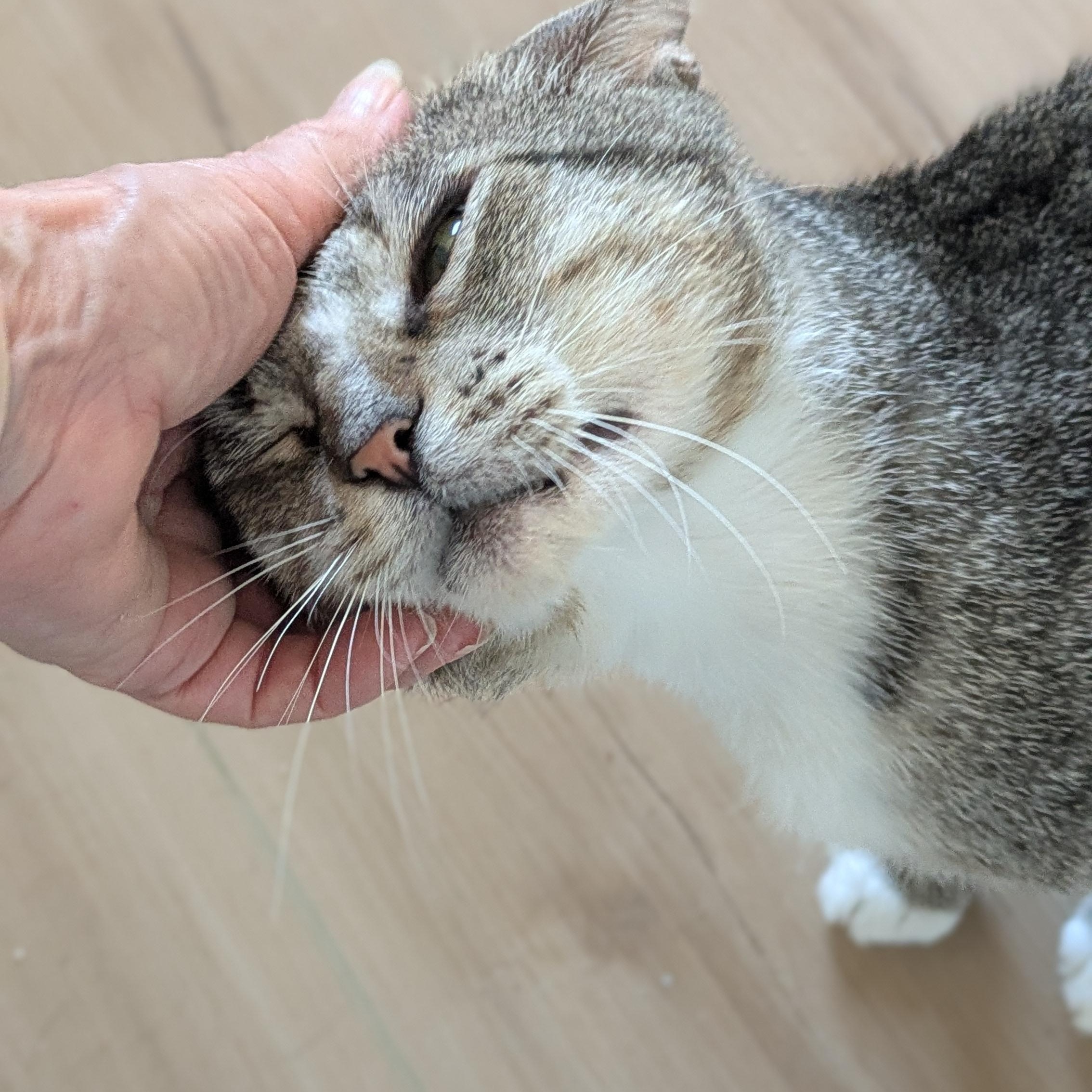 Enlarge Tommy, a Adoptable Domestic Short Hair in Wilmington, NC image 5/6
