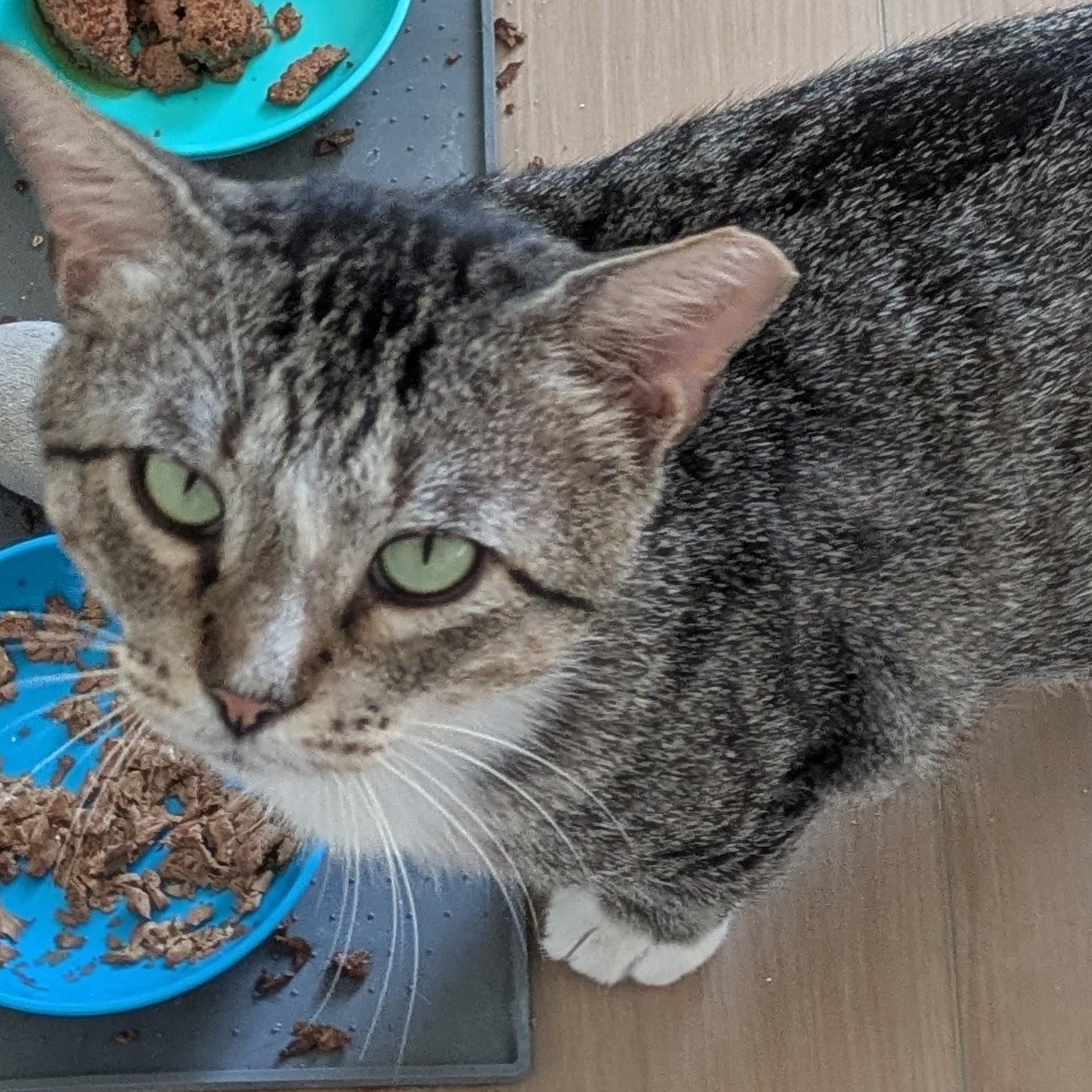 Enlarge Tommy, a Adoptable Domestic Short Hair in Wilmington, NC image 4/6