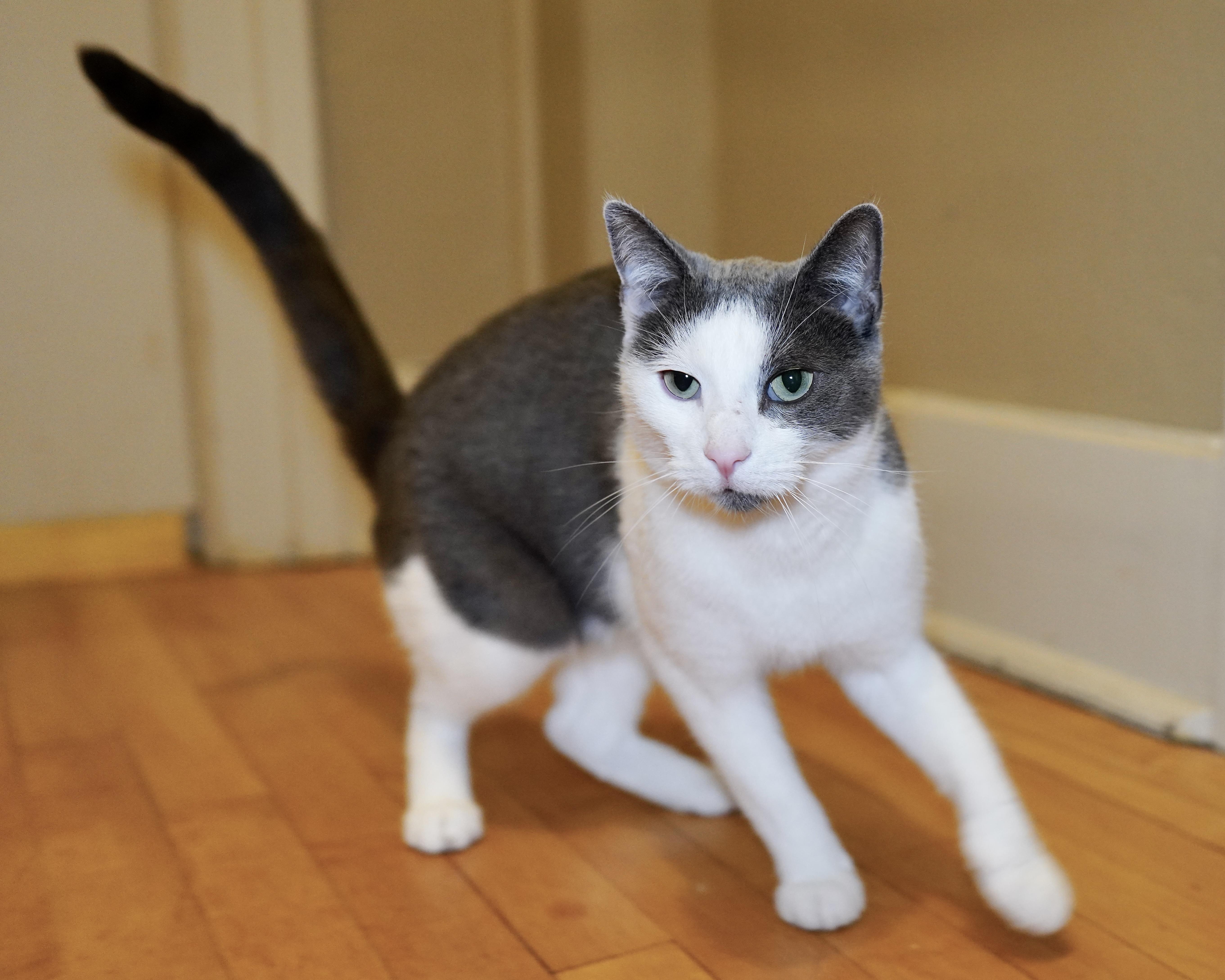 Soup, a ADOPTABLE Domestic Short Hair in Milwaukee, WI image 4/6