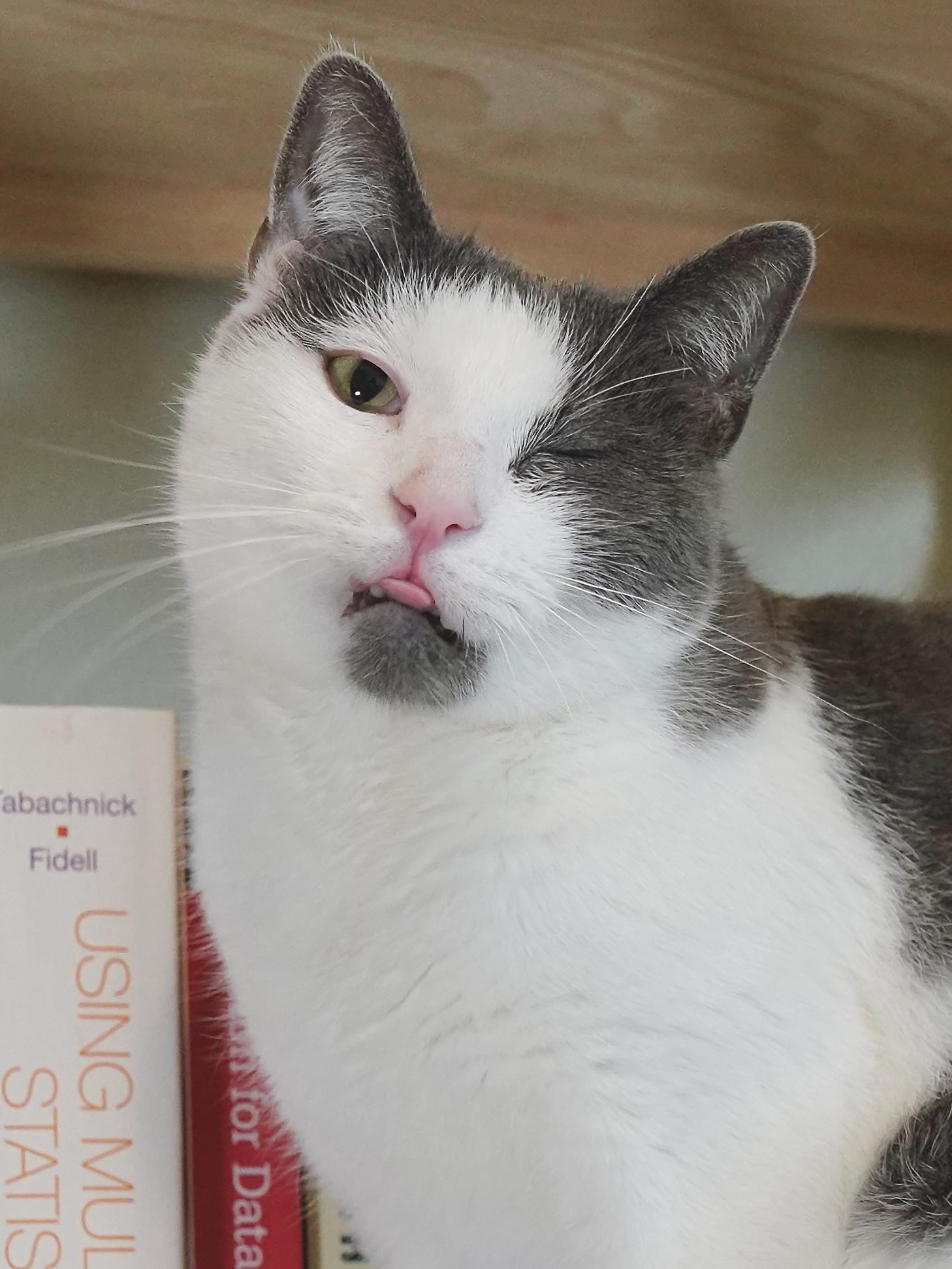 Soup, ADOPTABLE, Adult Male Domestic Short Hair.