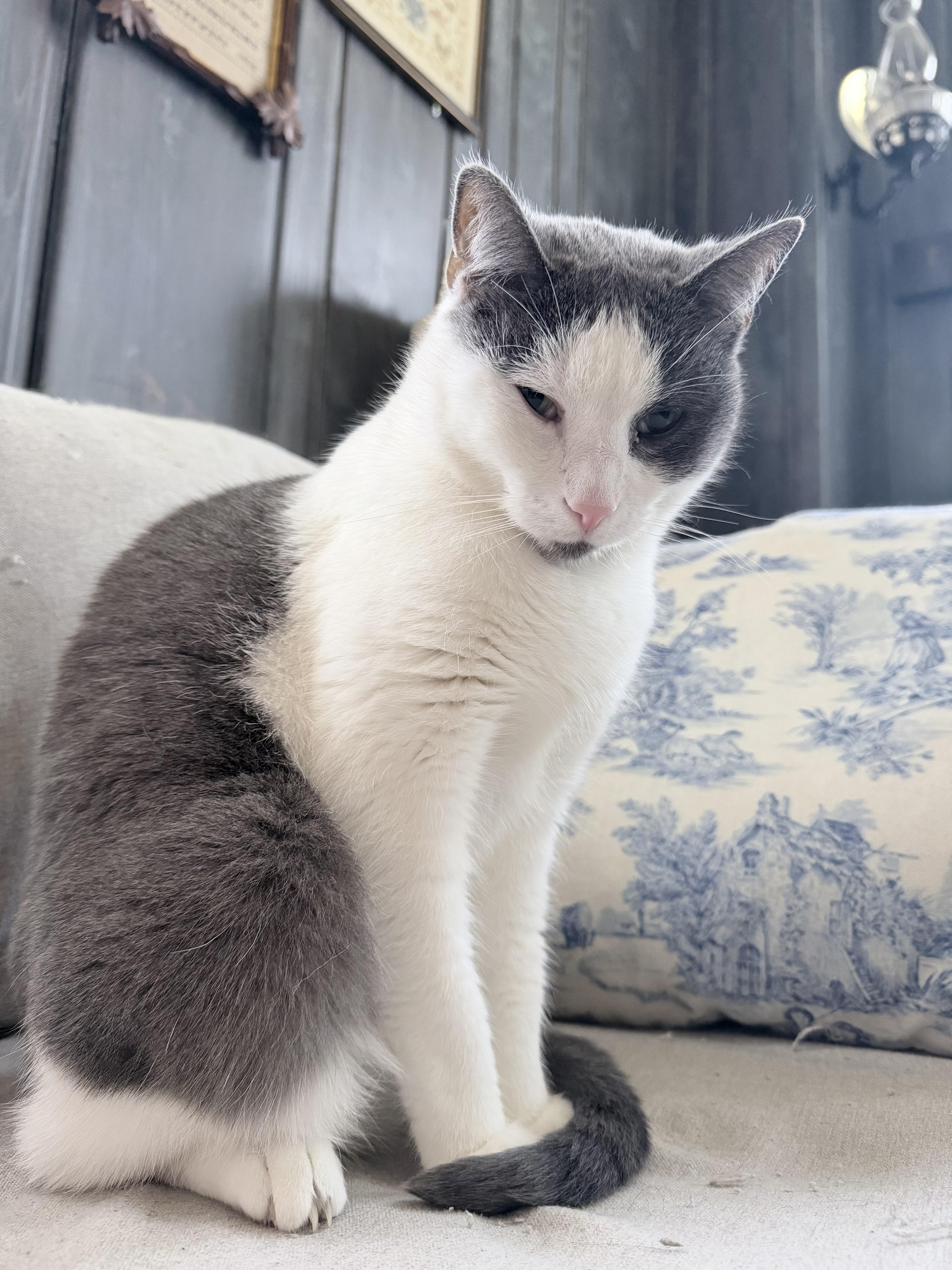 Soup, a ADOPTABLE Domestic Short Hair in Milwaukee, WI image 5/6