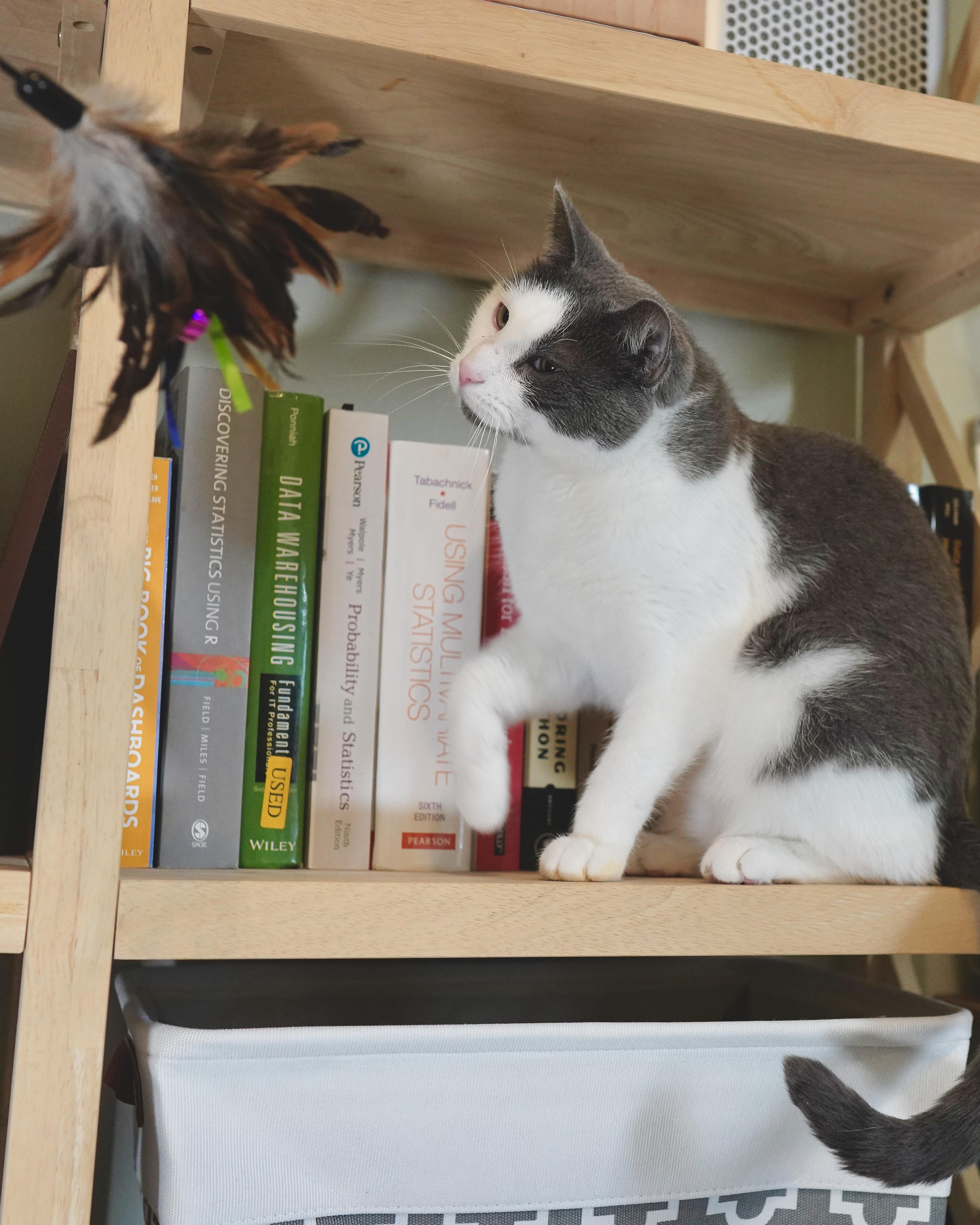Soup, a ADOPTABLE Domestic Short Hair in Milwaukee, WI image 2/6