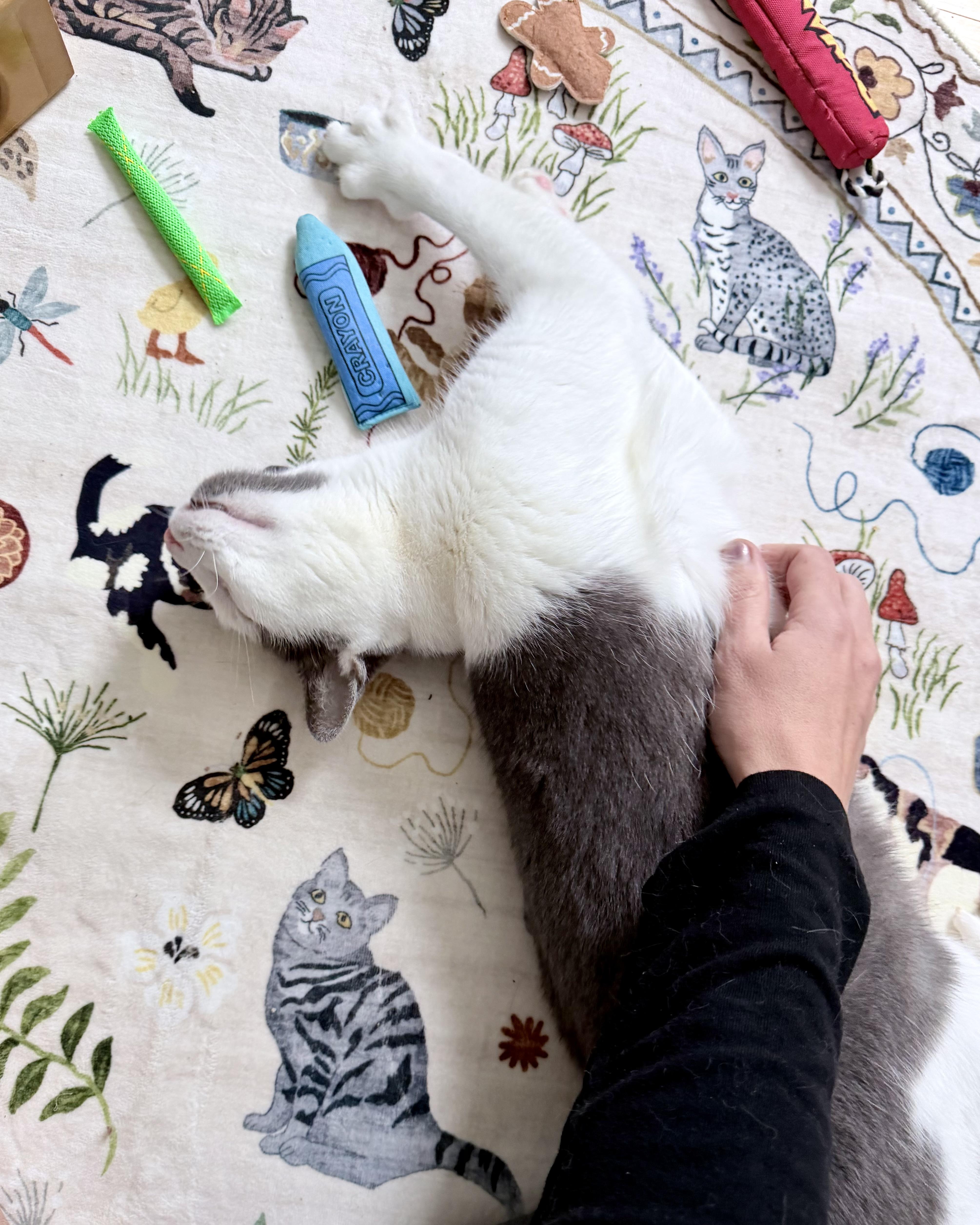 Soup, a ADOPTABLE Domestic Short Hair in Milwaukee, WI image 6/6