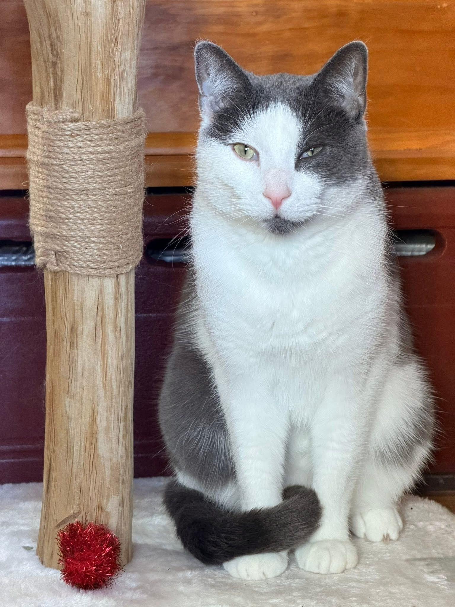 Enlarge Soup, a Adoptable Domestic Short Hair in Milwaukee, WI image 6/6