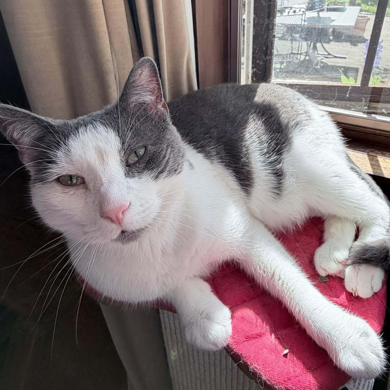 Soup, Adoptable, Adult Male Domestic Short Hair.