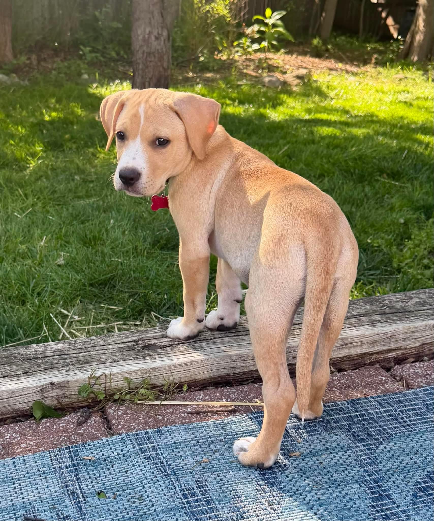 Enlarge Rex, a ADOPTABLE Mixed Breed in Columbia, MO image 3/4