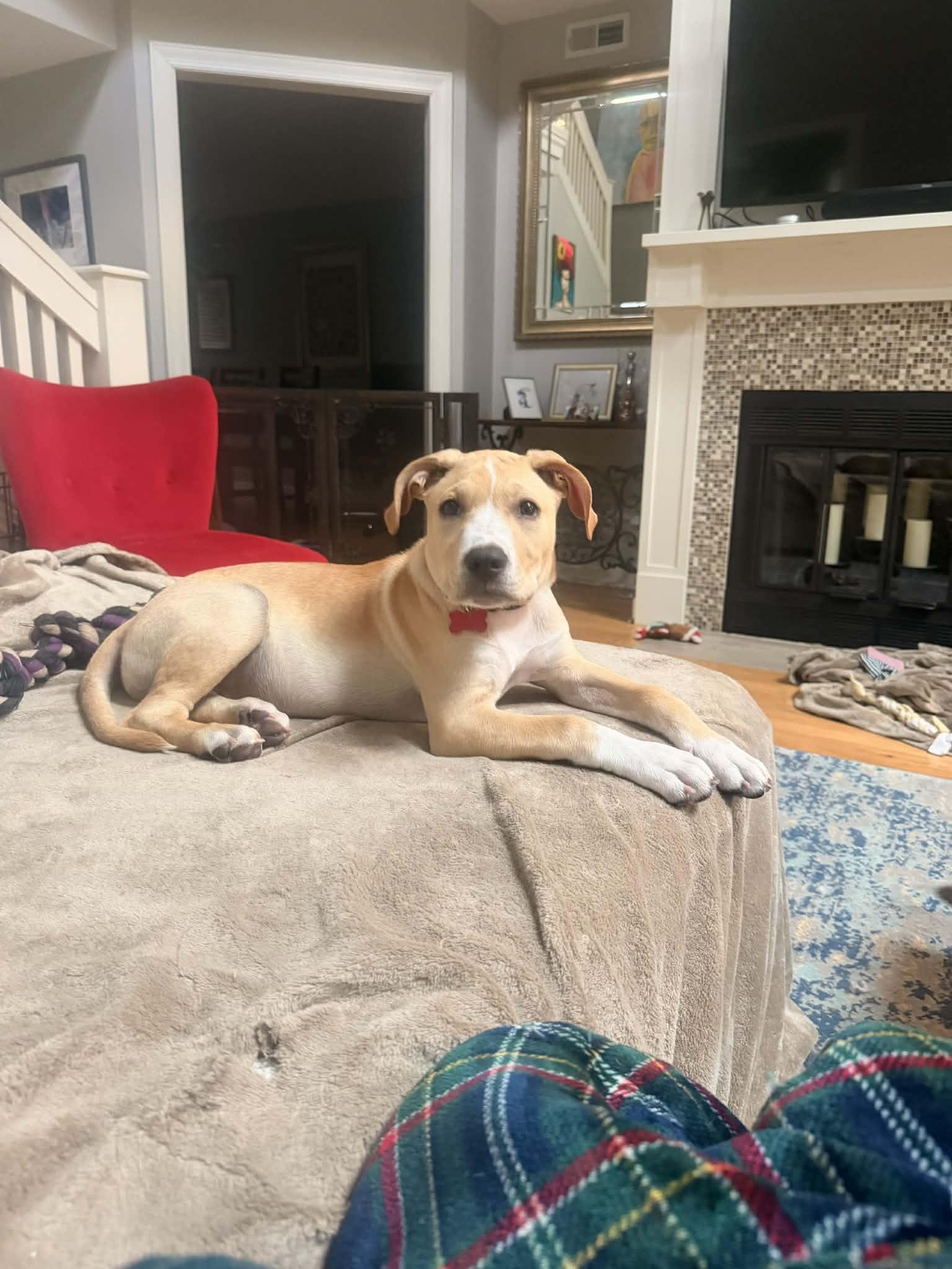 Enlarge Rex, a ADOPTABLE Mixed Breed in Columbia, MO image 3/4
