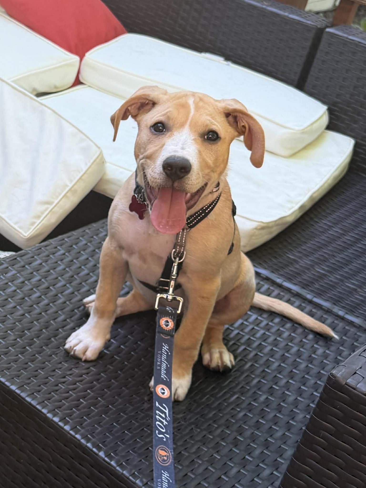 Enlarge Rex, a ADOPTABLE Mixed Breed in Columbia, MO image 1/4