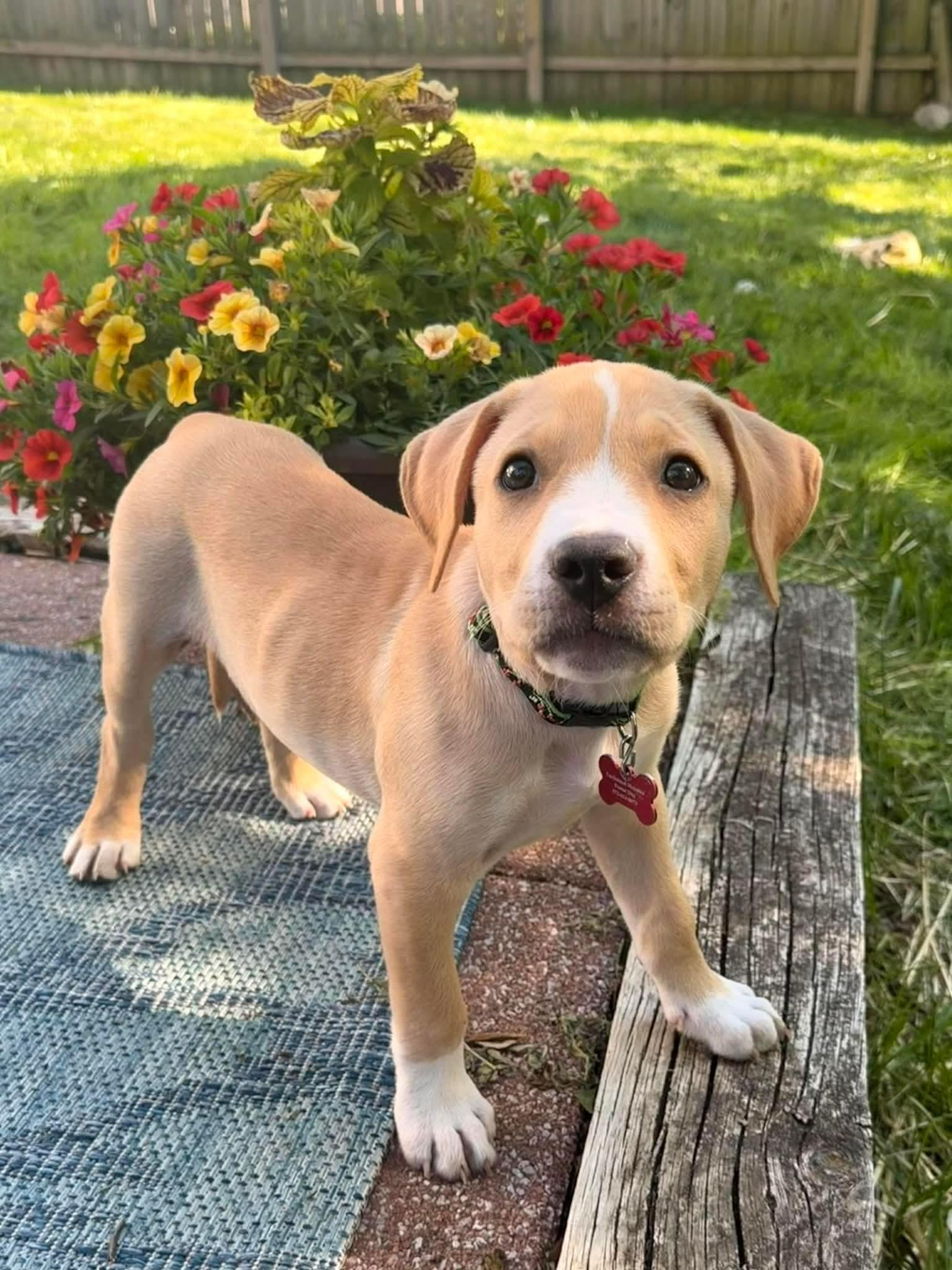 Enlarge Rex, a ADOPTABLE Mixed Breed in Columbia, MO image 2/4