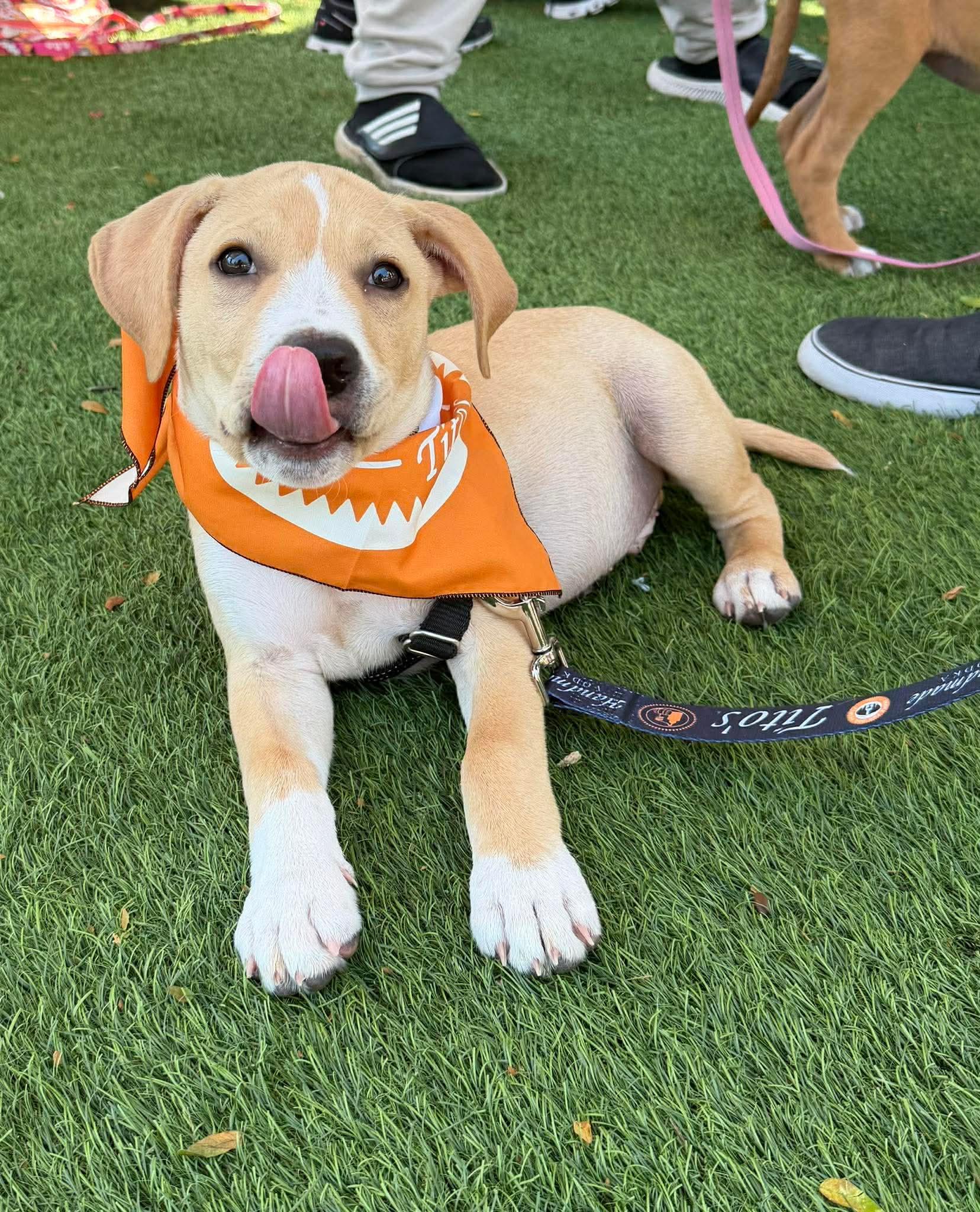 Enlarge Rex, a ADOPTABLE Mixed Breed in Columbia, MO image 4/4