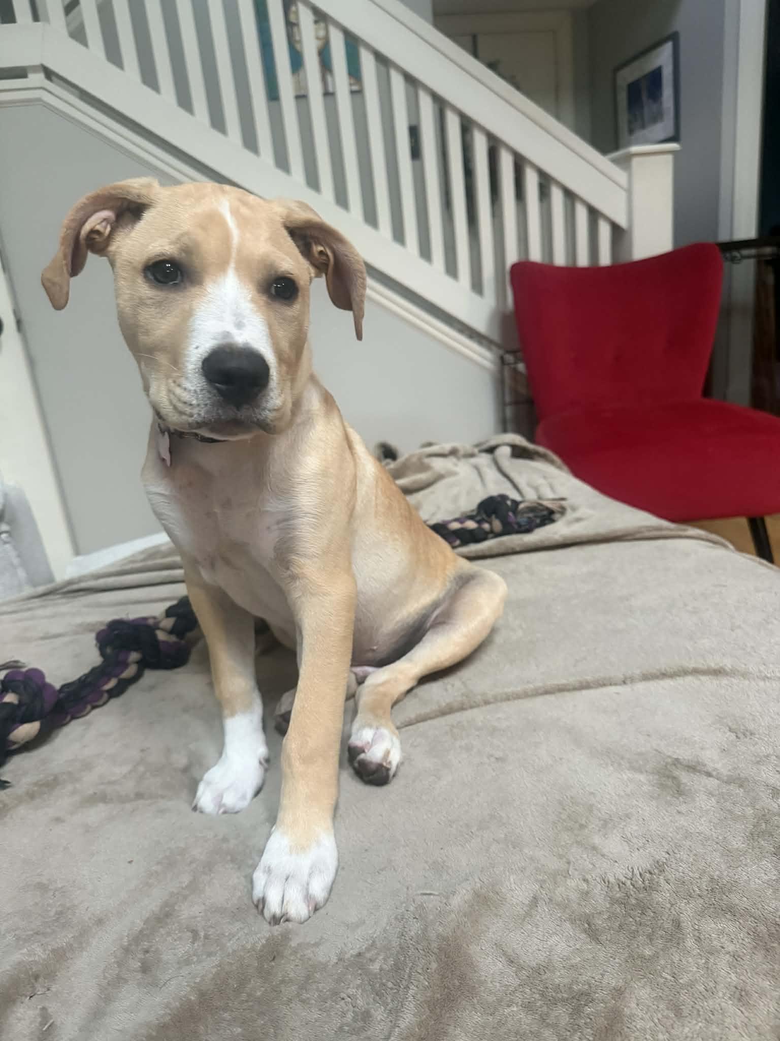 Enlarge Rex, a ADOPTABLE Mixed Breed in Columbia, MO image 2/4