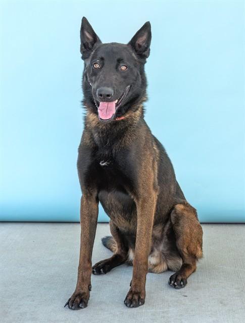 Enlarge RAM, a Adoptable Belgian Shepherd / Malinois in Baldwin Park, CA image 1/1