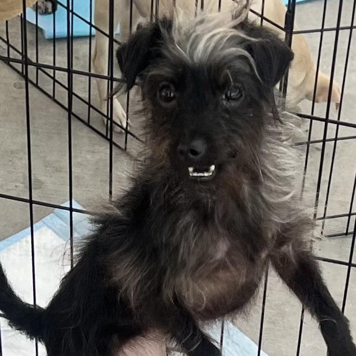 Rose, a Adoptable mixed breed in Los Angeles, CA image 1/4