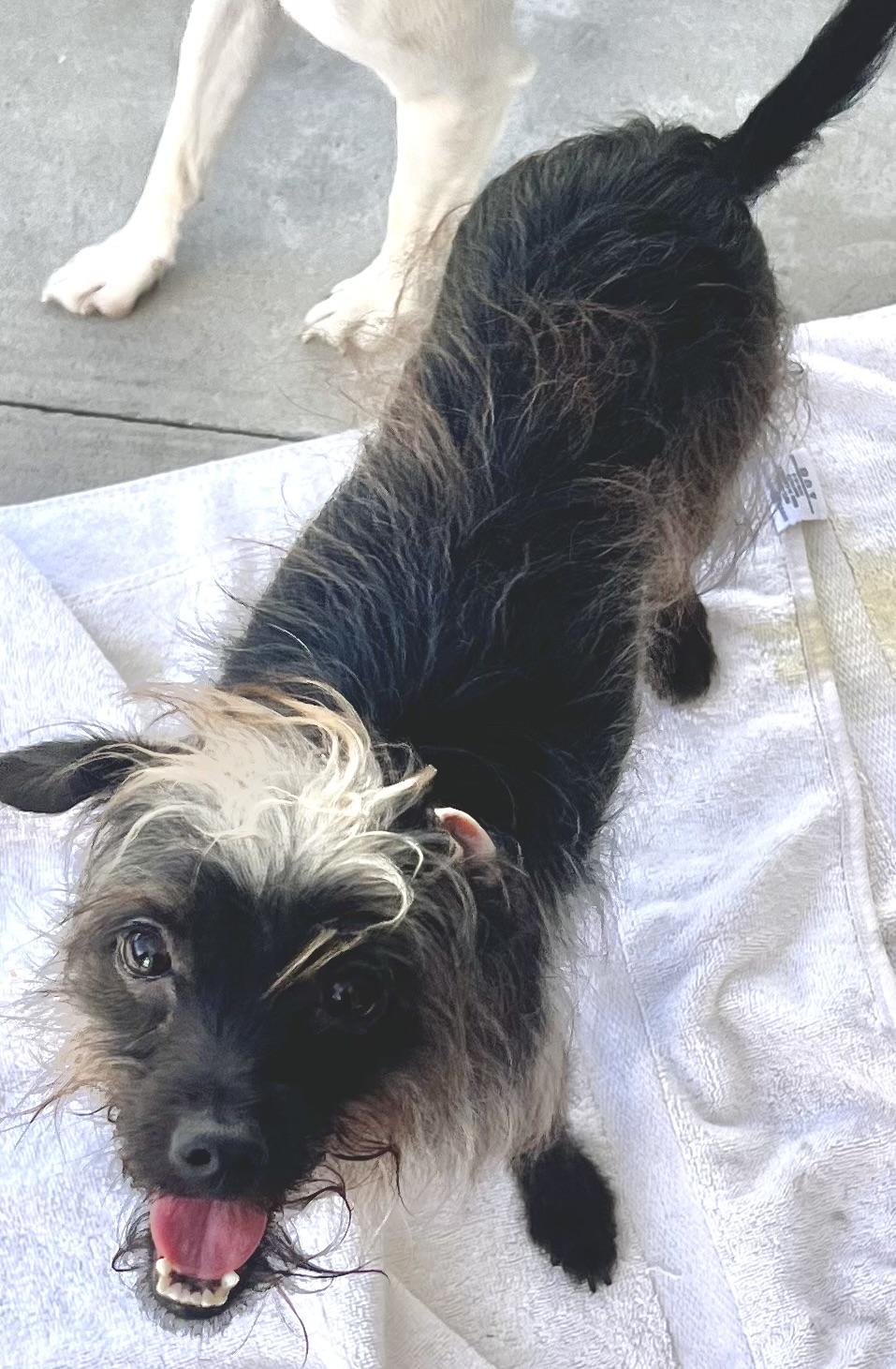 Rose, a Adoptable mixed breed in Los Angeles, CA image 4/4