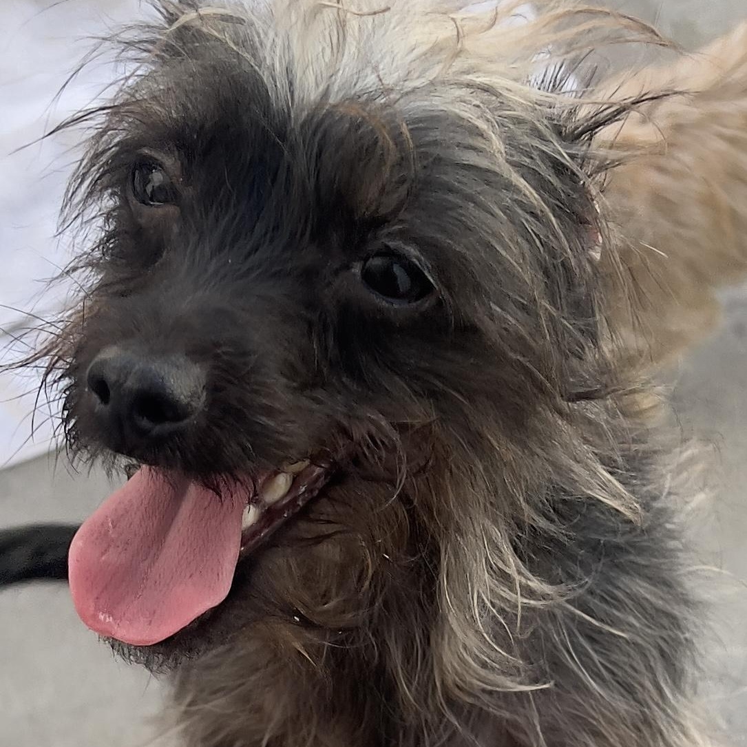 Rose, a Adoptable mixed breed in Los Angeles, CA image 2/4