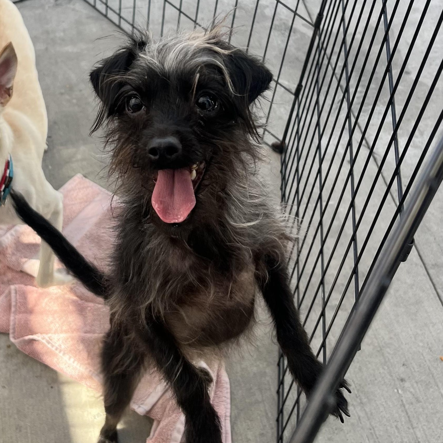 Enlarge Rose, a Adoptable mixed breed in Los Angeles, CA image 1/5