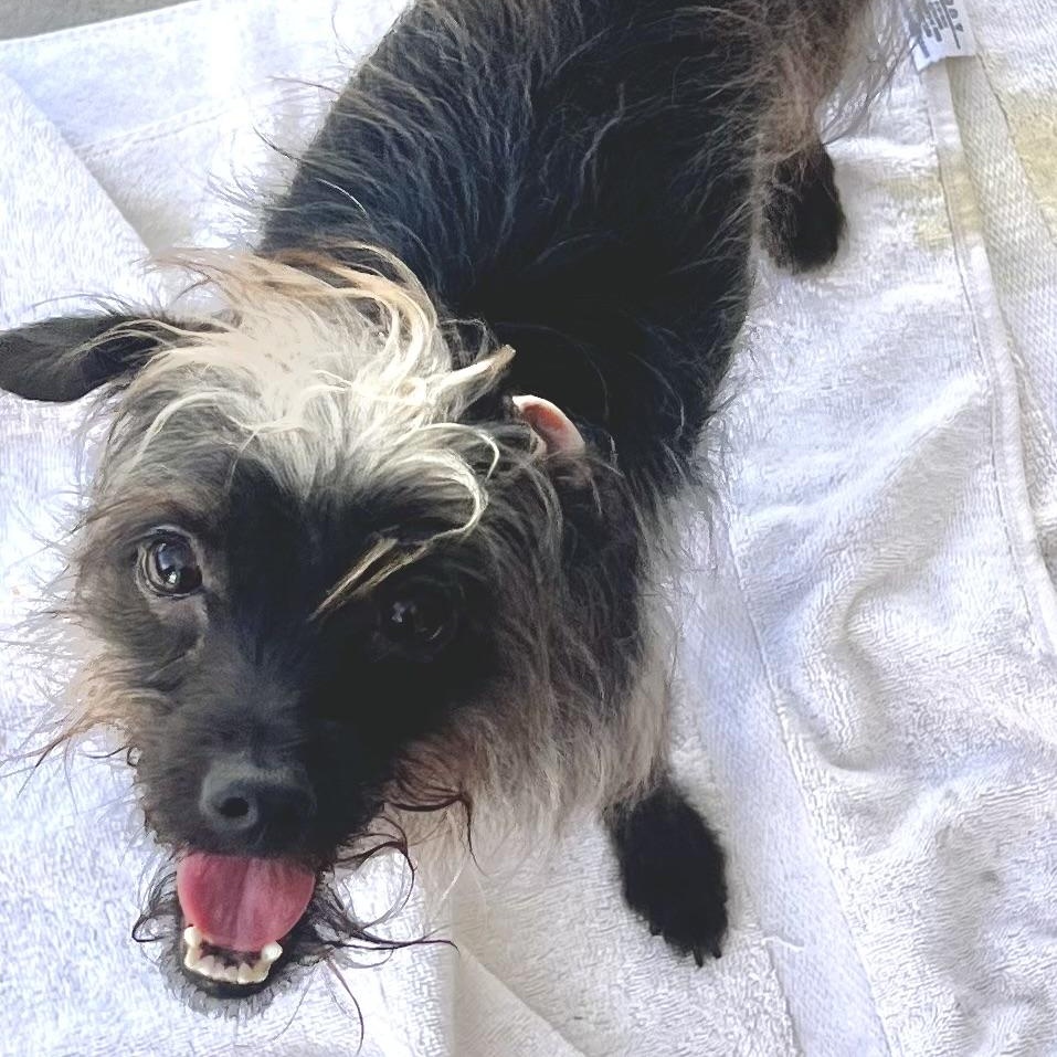 Enlarge Rose, a Adoptable mixed breed in Los Angeles, CA image 5/5