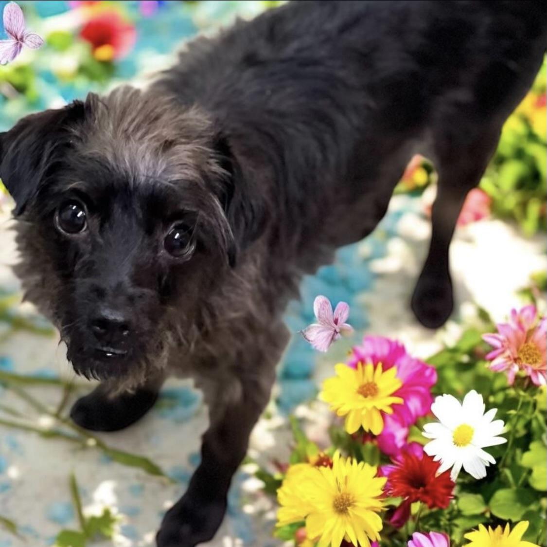 Rose, a Adoptable mixed breed in Los Angeles, CA image 2/2