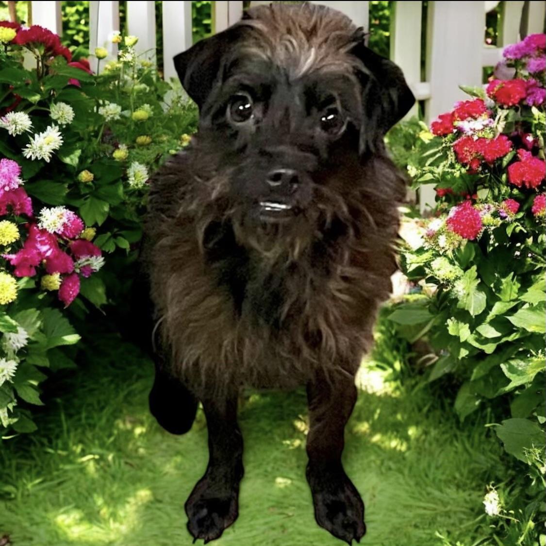 Rose, a Adoptable mixed breed in Los Angeles, CA image 1/2